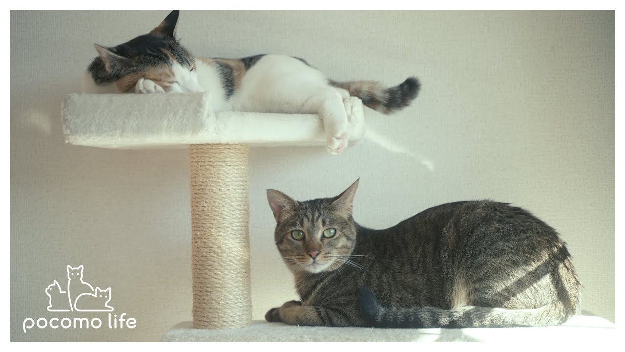 [ENG SUB]猫たちとの思い出がたくさん詰まったキャットタワーを組み立てる