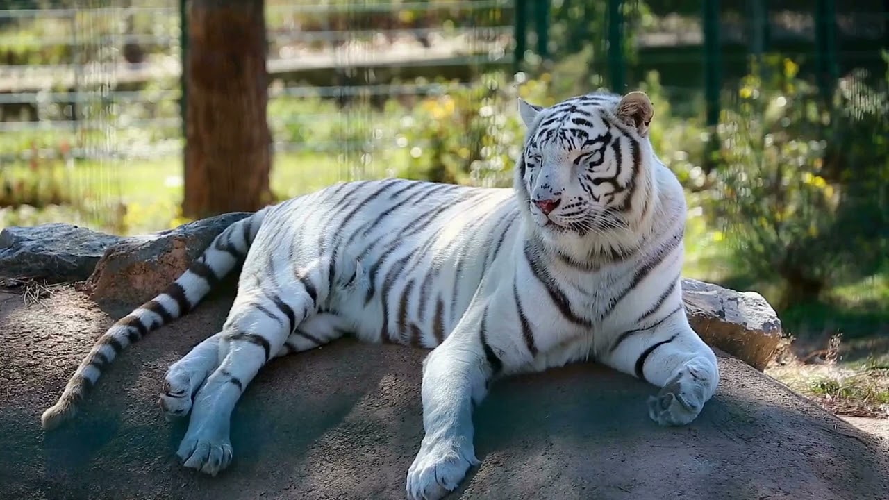 HARMONY OF NATURE AND WILDLIFE