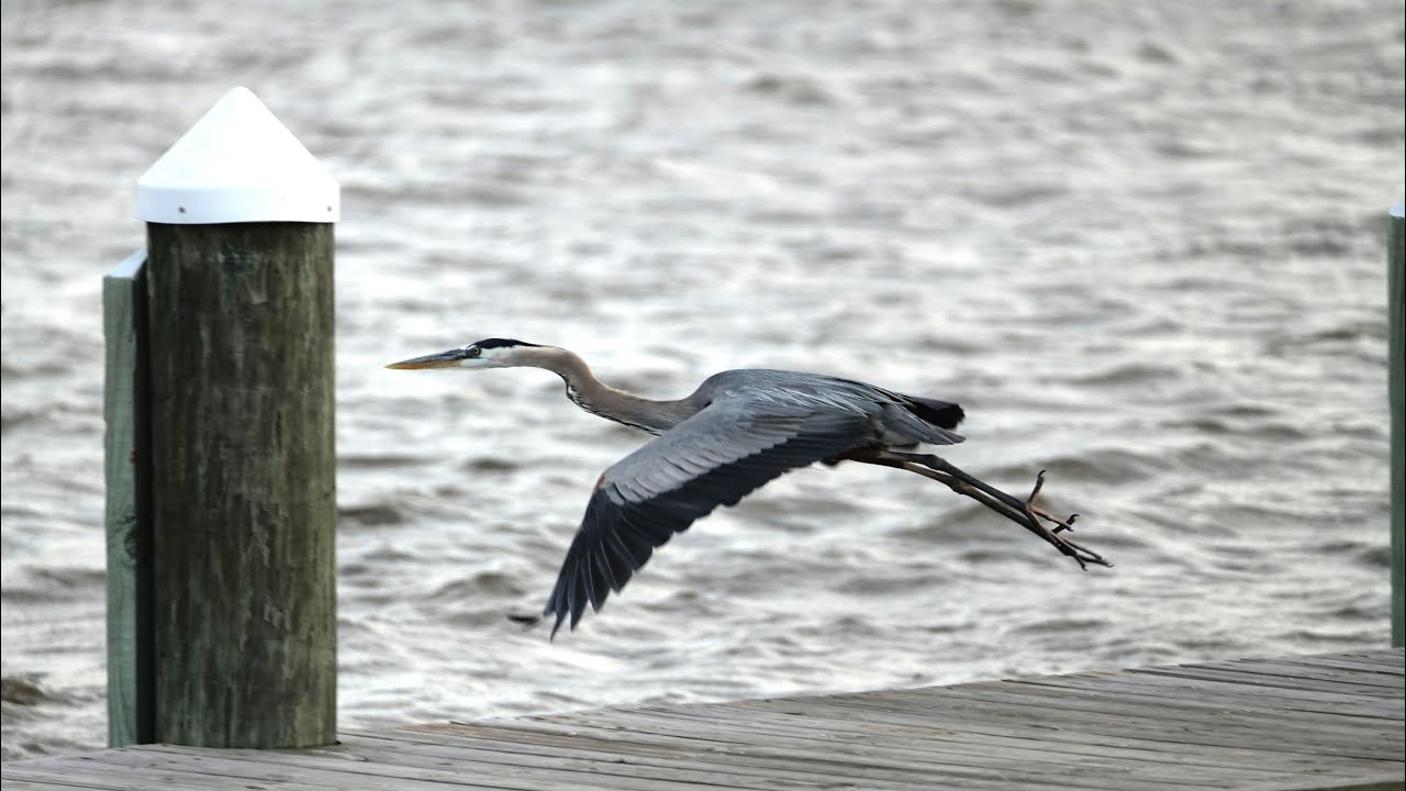 Sigma 100-400mm DG DN Contemporary Leica L Mount Lens Test With The Panasonic S1R