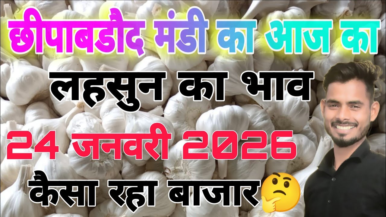 24 January 2026,Chhipabarod Lahsun Mandi Ka Bhav | Today Garlic Rate | Aaj Ka Lahsun Ka Bhav 