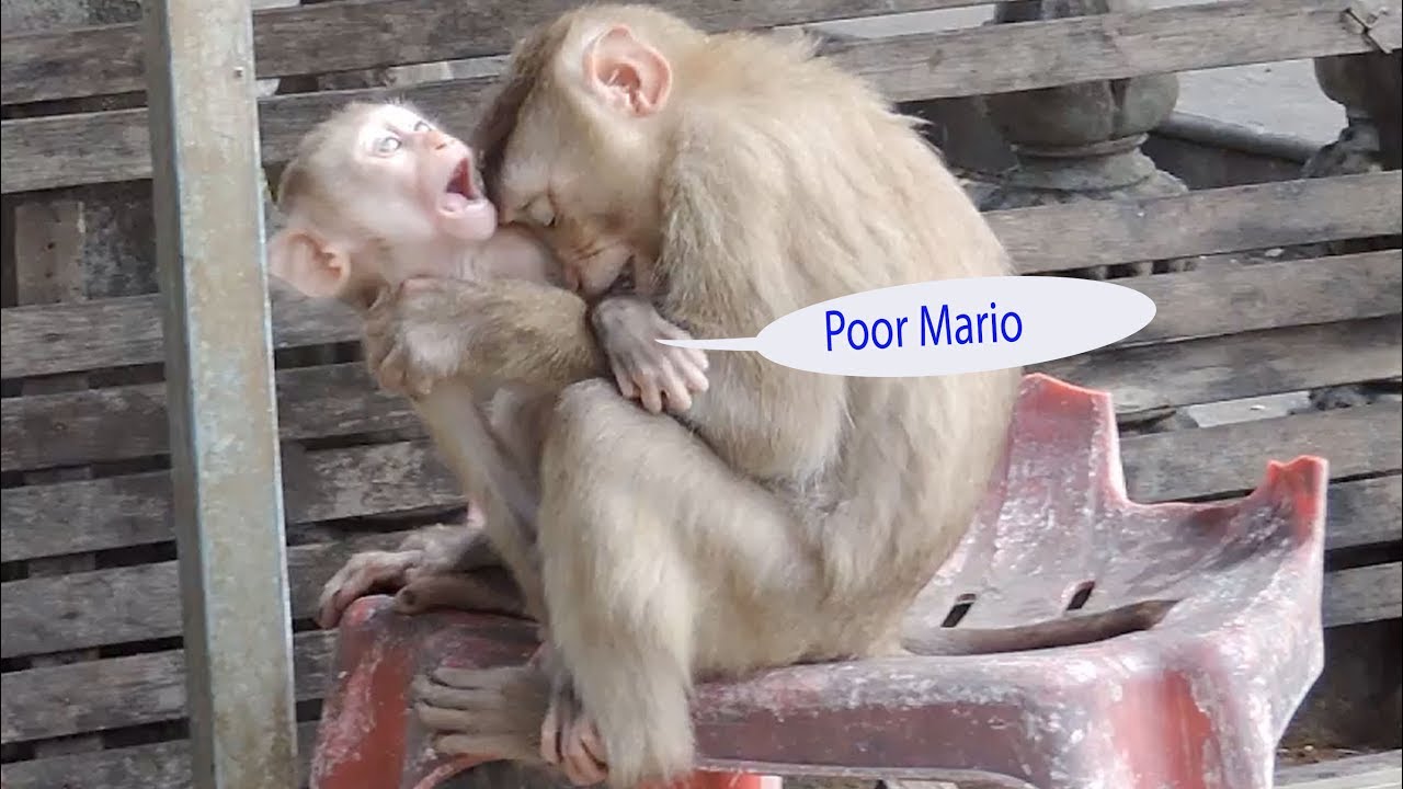 Poor Baby Mario So Boring With Cutie Girl Rosita Alway Mistreat Hime And Bitten Him