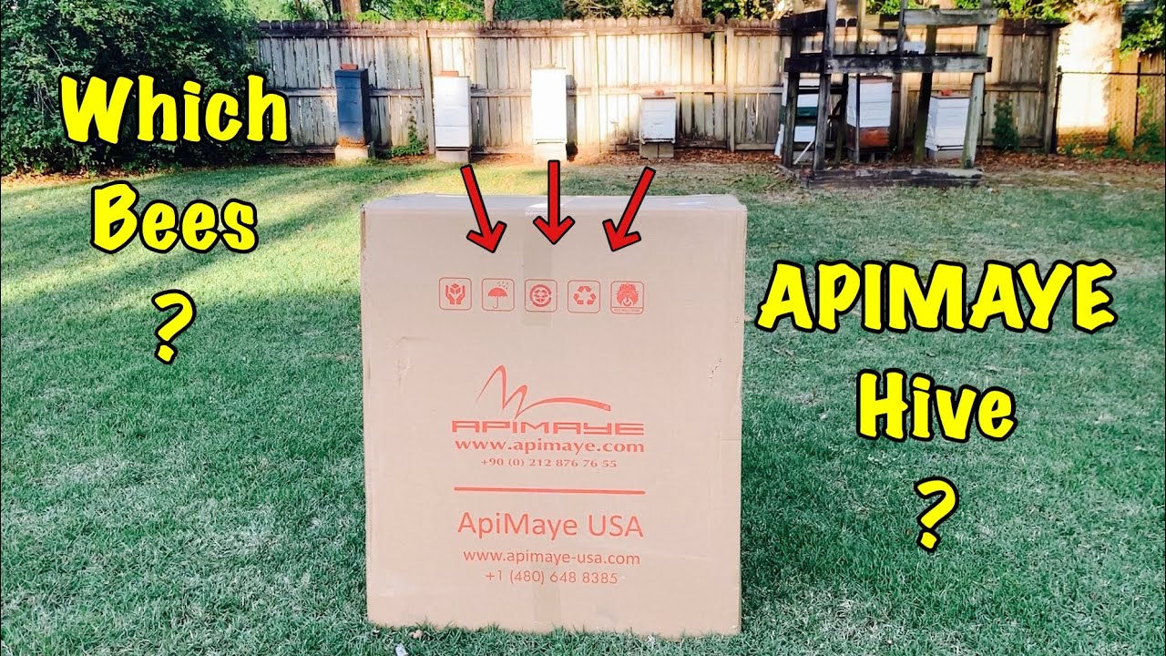 Which Bees Should I Put in my New APIMAYE Beehive? Help me DECIDE!!!🤔🐝🙂