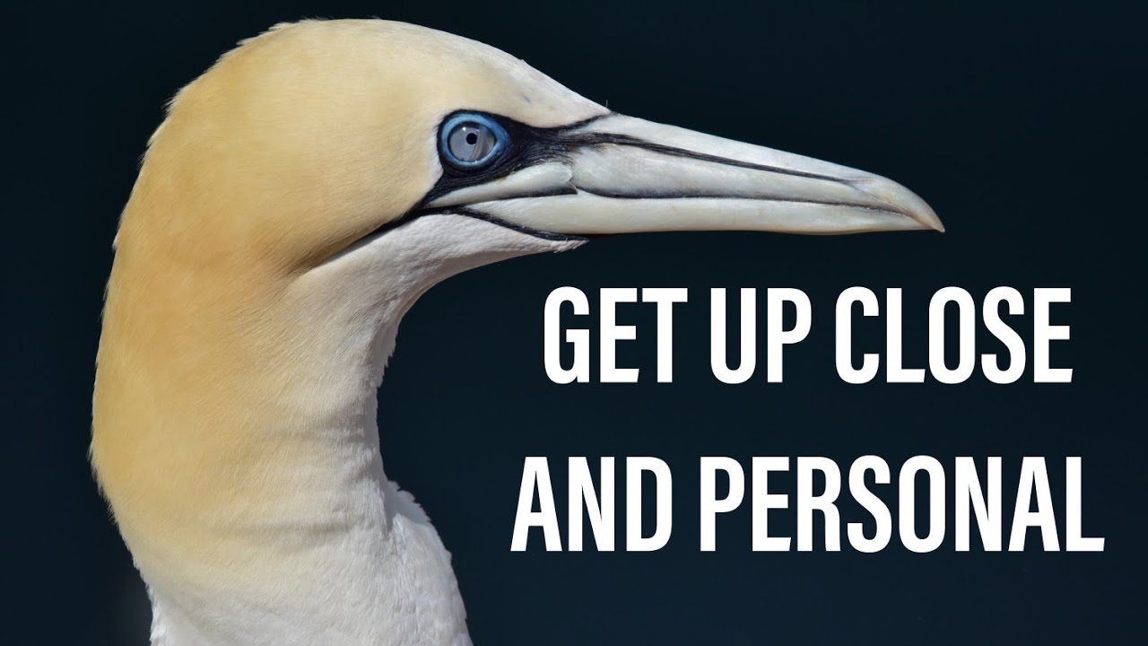 Want to see Gannets up close, without leaving the mainland?