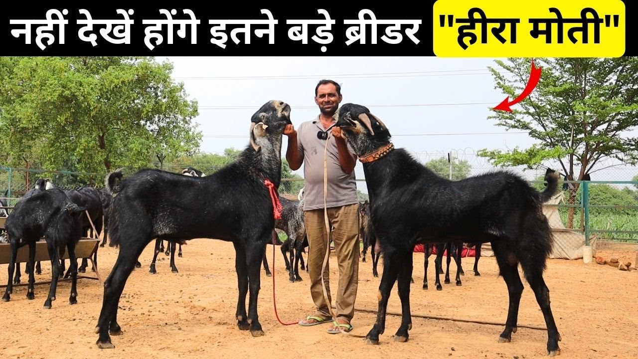 नहीं देखें होंगे इतने बड़े ब्रीडर 