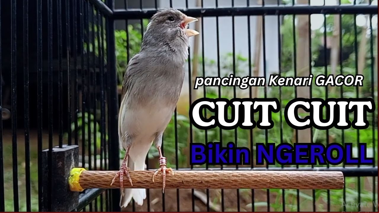 Kenari GACOR !! Pancingan KENARI PAUD Belajar Bunyi UNTUK Kenari Belajar Bunyi Ngeriwik