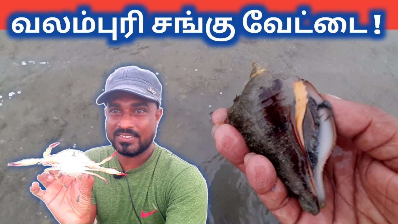 மன்னார் வலம்புரி சங்கு வேட்டை..வலம்புரி சங்கு இவளவு விலையா? | valampuri sangu | tamil unlocker