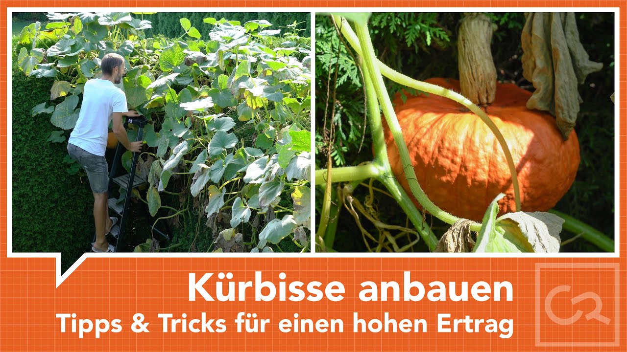 K&uuml;rbisse am Komposthaufen &ndash; Tipps & Tricks f&uuml;r einen hohen Ertrag