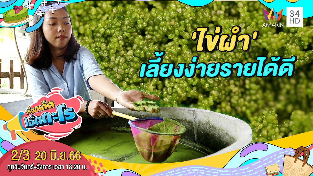 'ไข่ผำ' สุดยอดโปรตีน เลี้ยงง่ายรายได้ดี | เรื่องเด็ดเอ็ดตะโร | 20 มิ.ย.66 (2/3)