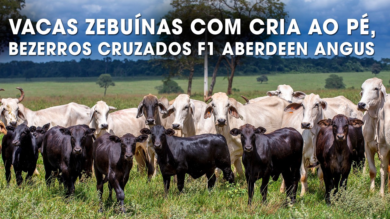 VACAS ZEBUÍNAS COM CRIA AO PÉ, BEZERROS CRUZADOS F1 ABERDEEN ANGUS