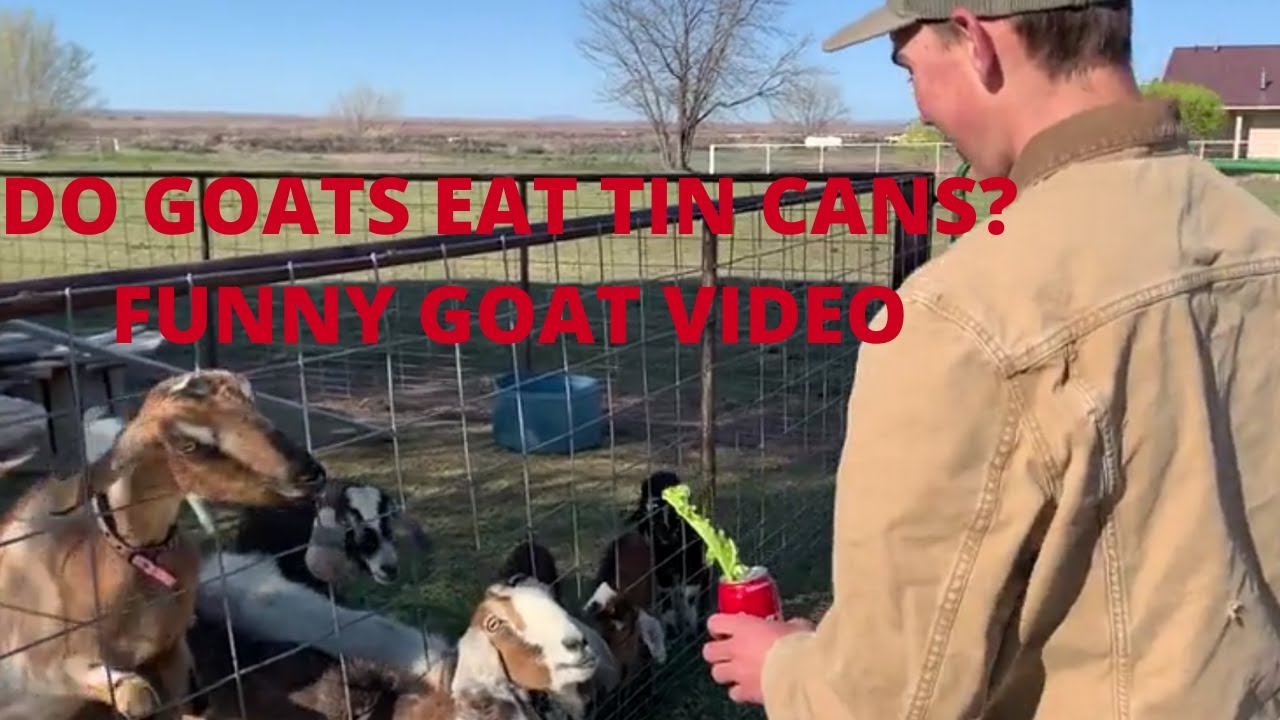 DO GOATS EAT TIN CANS? | FUNNY GOAT VIDEO