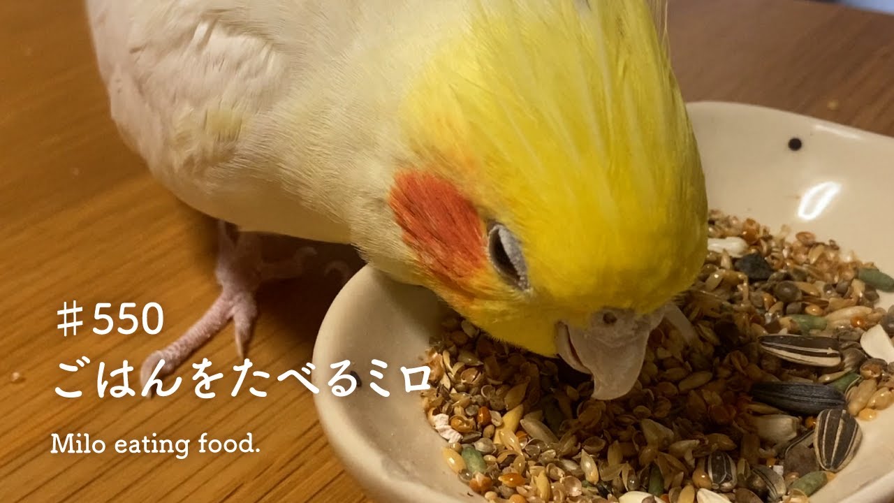 ♯550　ごはんをたべるミロ｜Milo eating food.