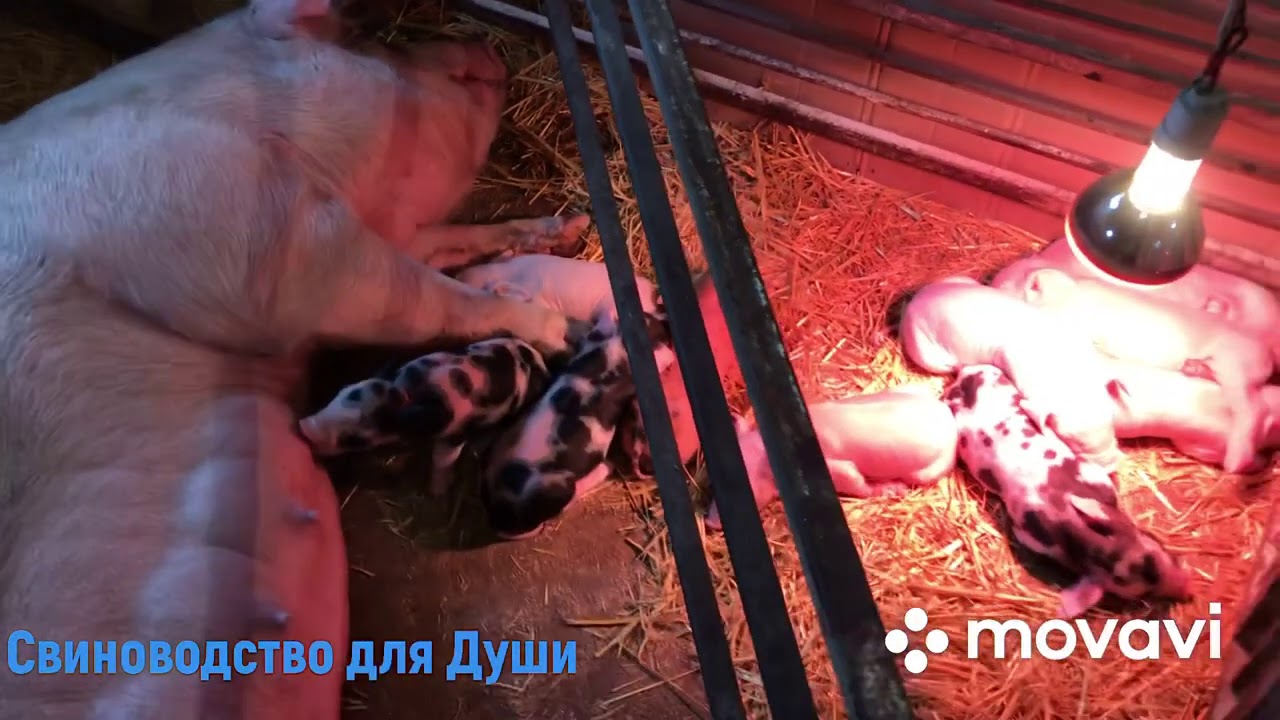 Утепление потолка в Свинарнике//Как сделать укол большой Свинье//Вечернее кормление поросят!