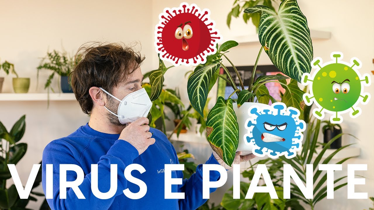Fitovirus: i virus delle piante!