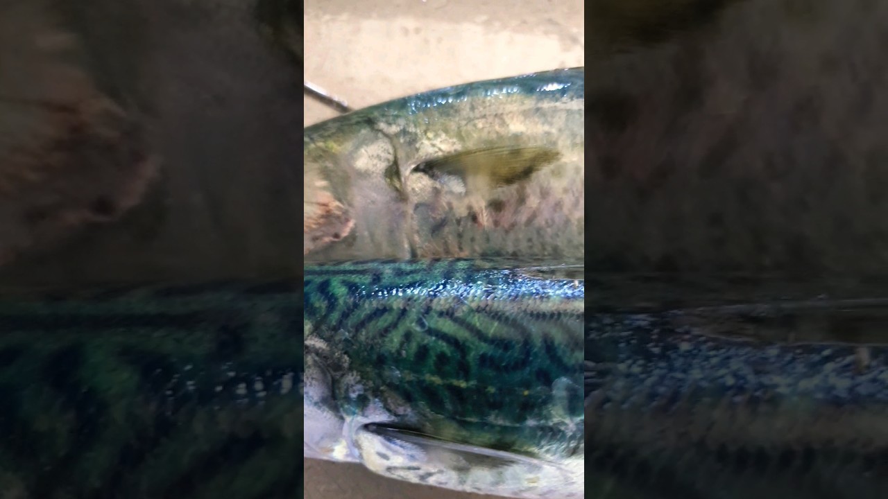 Amazing Fish Patterns 001 