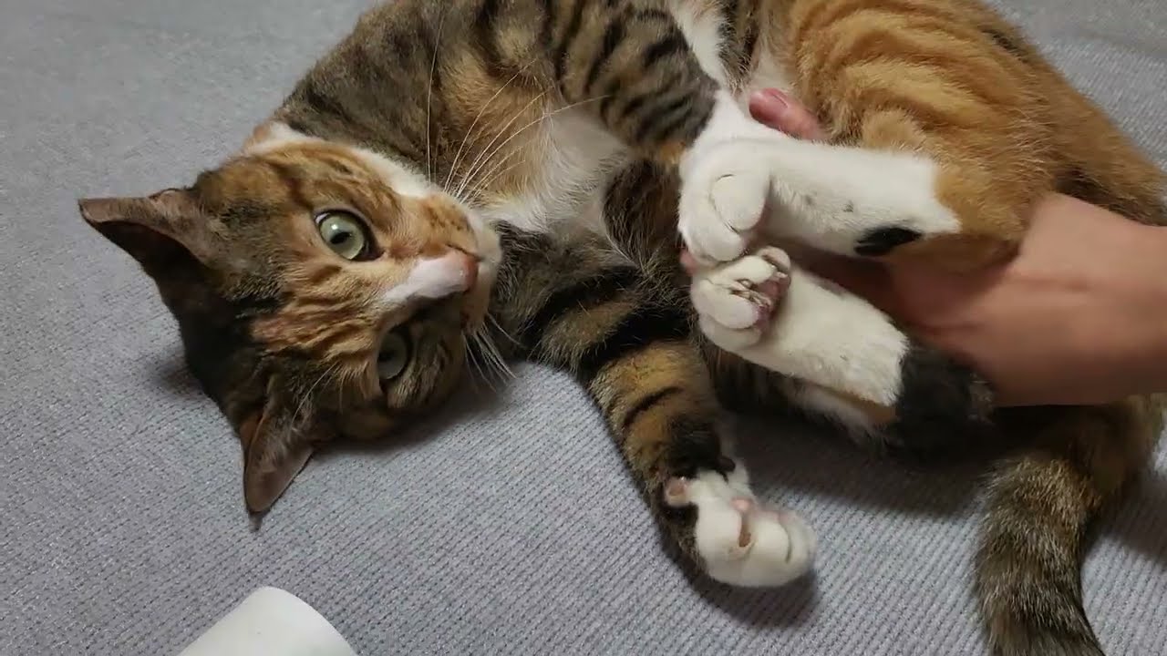 퇴근하고 오면 애교 부리는 냥이들 Coming home to my sweet cats after work.