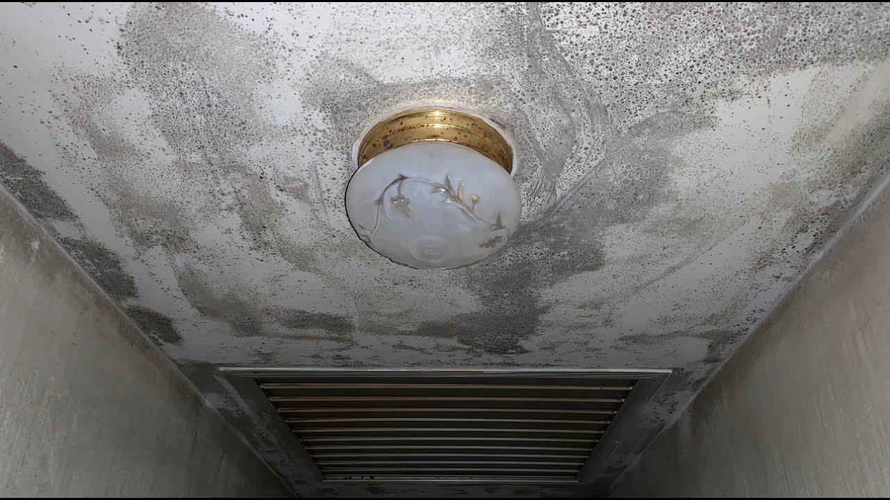 How Much Mold is Too Much Mold?