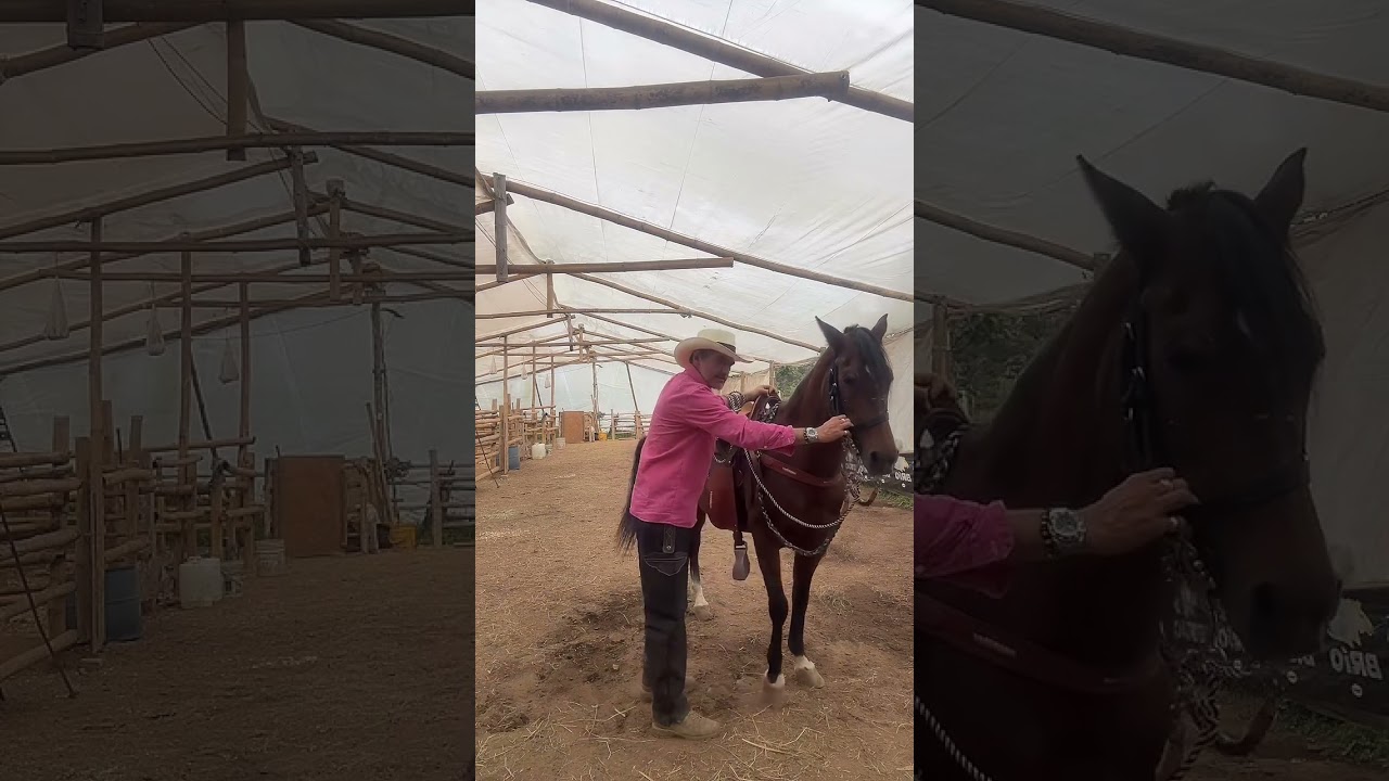 Técnica BAUCHER, de flexión y trabajo de boca del CABALLO. Un trabajo que puede ahorrarte tiempo
