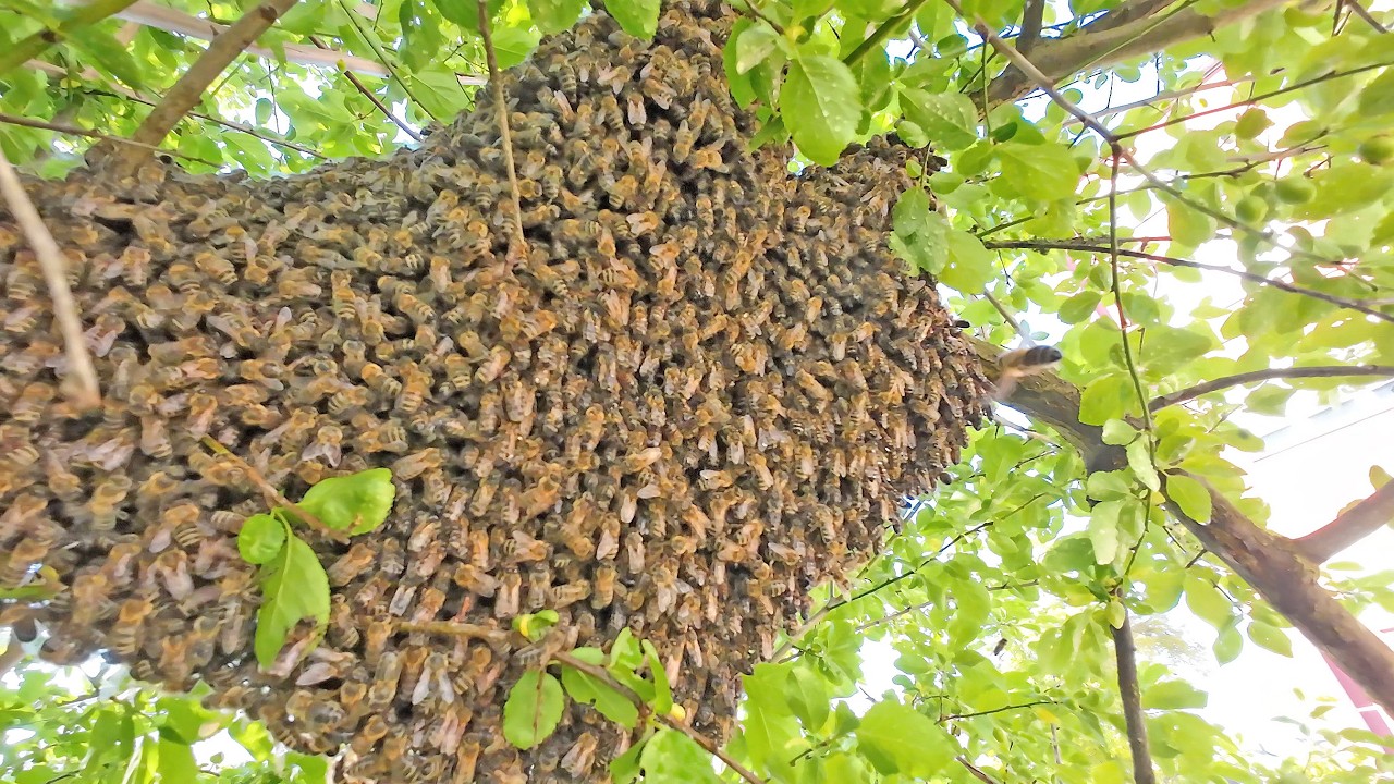 Bienenschwarm eingefangen &ndash; So lief&rsquo;s ab