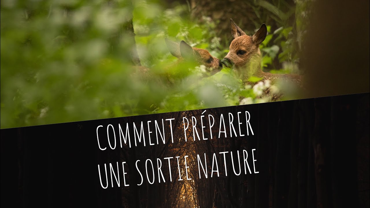 COMMENT PREPARER UNE SORTIE PHOTO ANIMALIÈRE  ! CHEVREUIL
