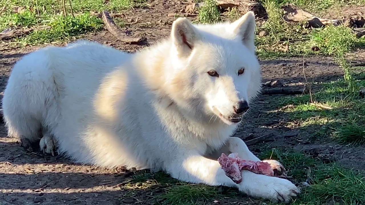 Arctic Wolves Feeding