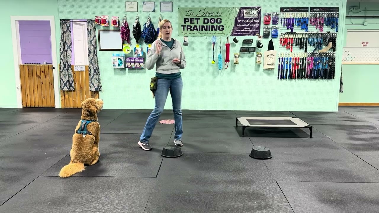 Bernie - Ways to Build in Comfort in Target Training (Flat vs Raised Platform) Paws up/Step up. 