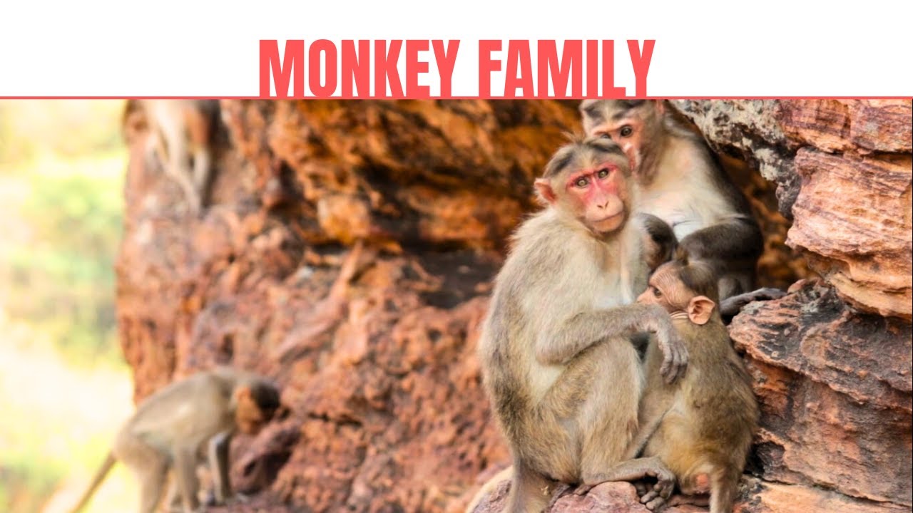 Monkeys are Sitting