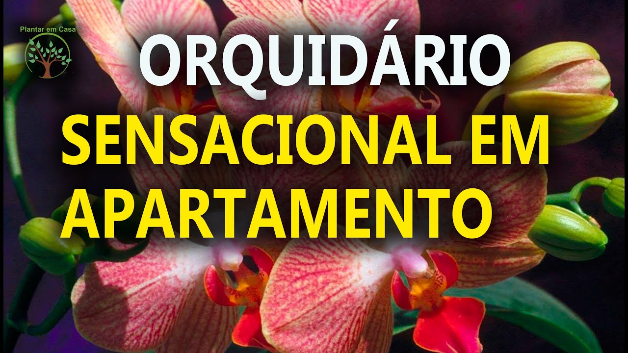 Orquidário em Apartamento para quem Ama Orquídeas com Leili Campos