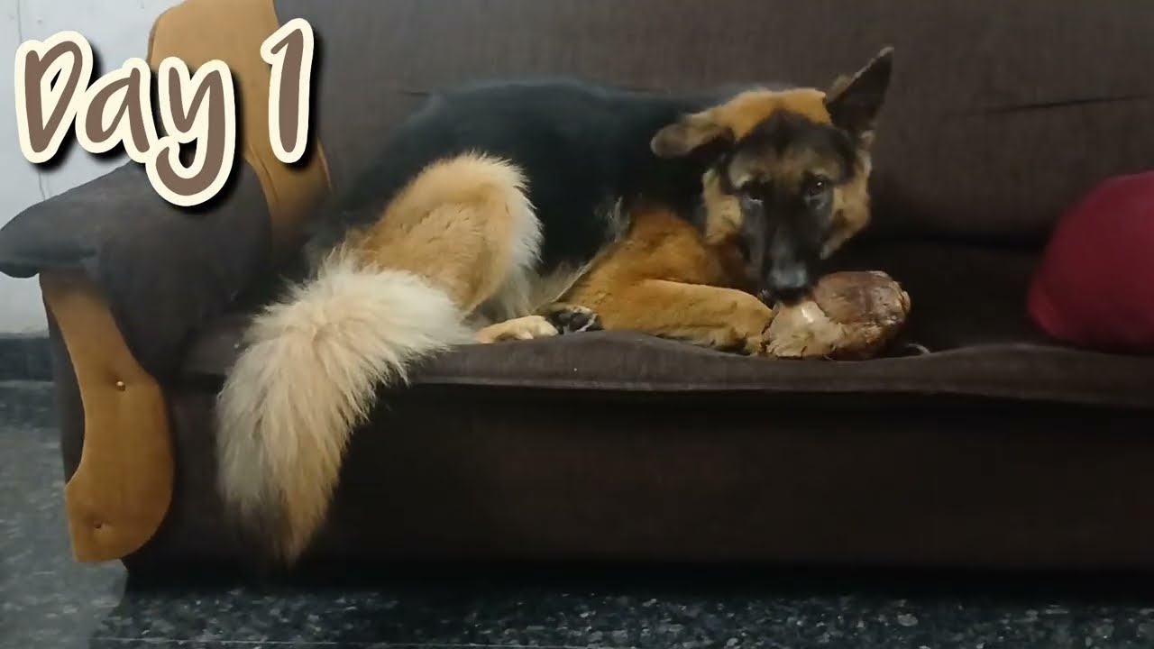 Leo❤️ தேங்காய் உரிகுரான் 🥰🥰#funny #comedy #trending #dogs #dogvideos #cute #doglover #trending #pets