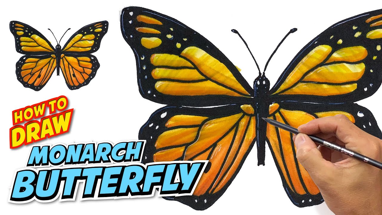 BUTTERFLY How to Draw Monarch Butterfly | Easy Steps Beginner