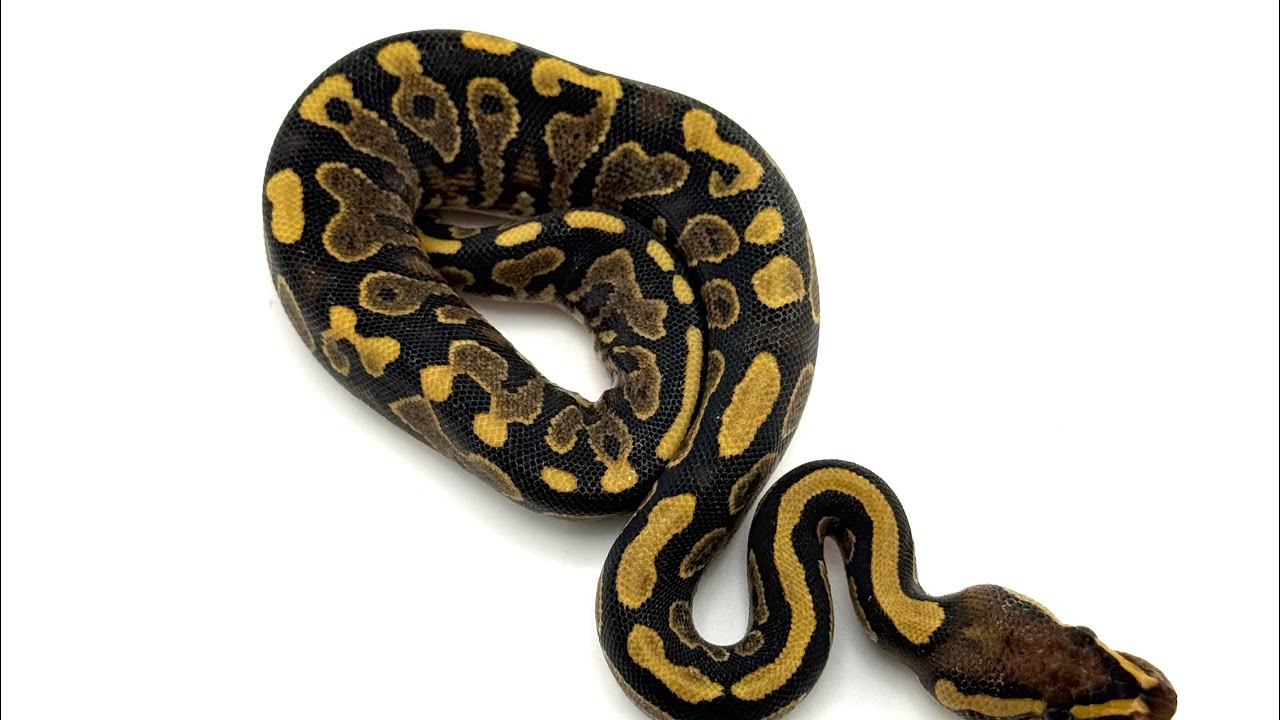 Ball python update 
