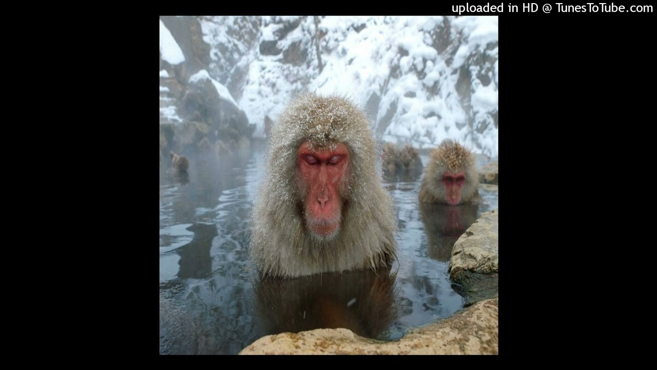 free accurate makkgin type beat “ice monkey”