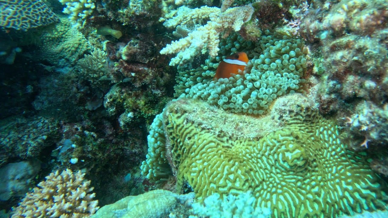 Fiji '24 - Diving Labyrinth