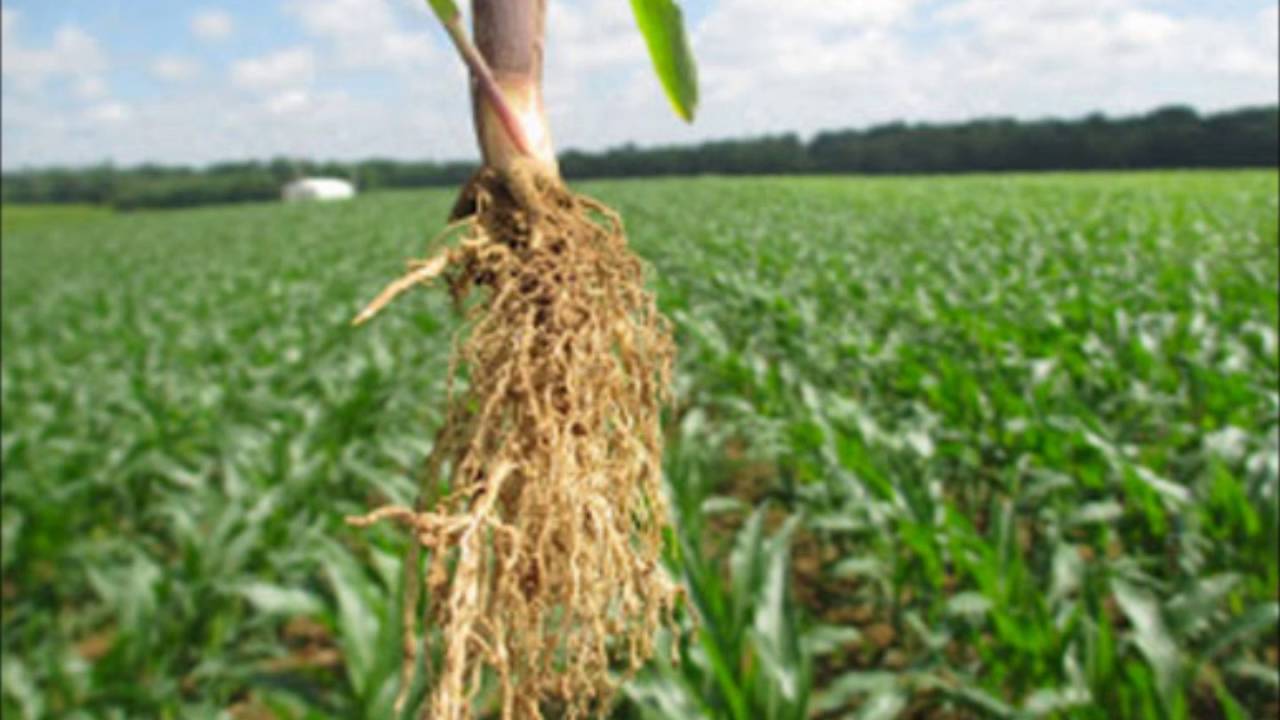 Investigating Sidewall Compaction