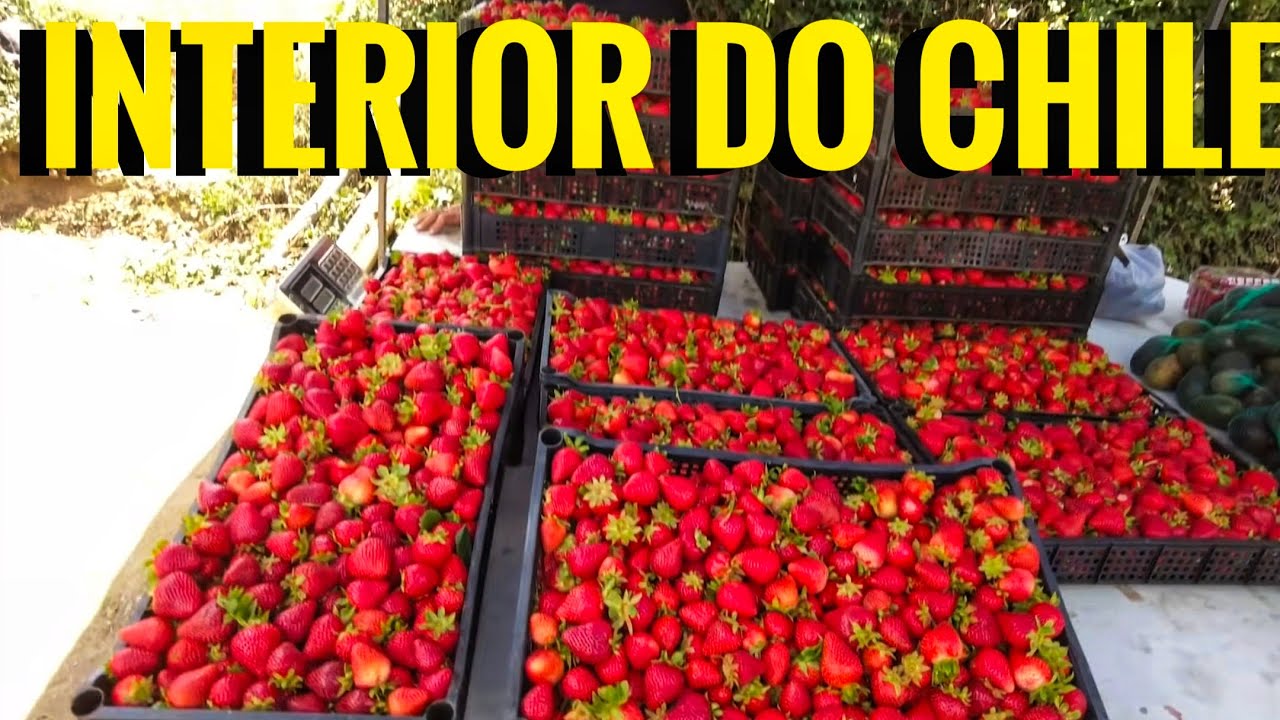 AQUI TUDO É DIFERENTE, COMPRAMOS MORANGO QUASE DE GRAÇA 