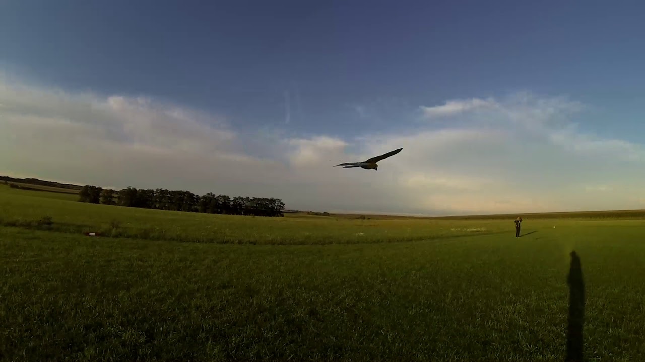 Riko a Sára na Mělníku - Ara Ararauna Freeflight