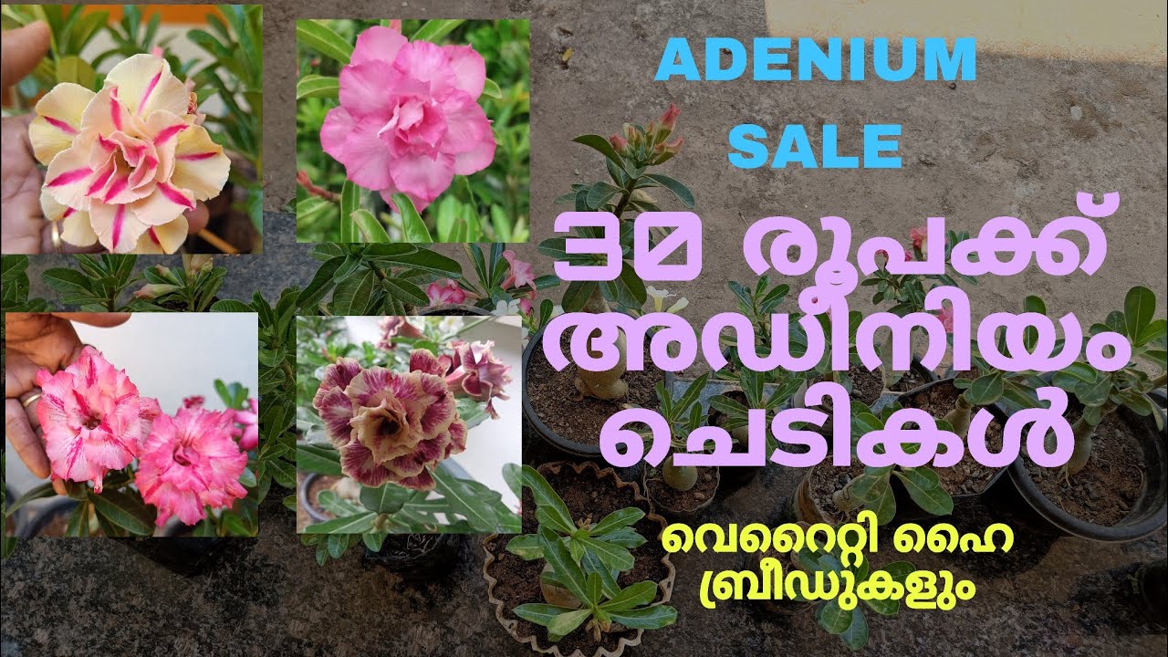 Adenium Sale | 30 രൂപക്ക് അഡീനിയം ചെടികൾ | Malayalam | #adeniumsale #adenium#adeniumgarden #garden