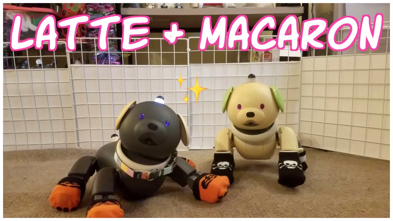 aibo latte and macaron playtime!