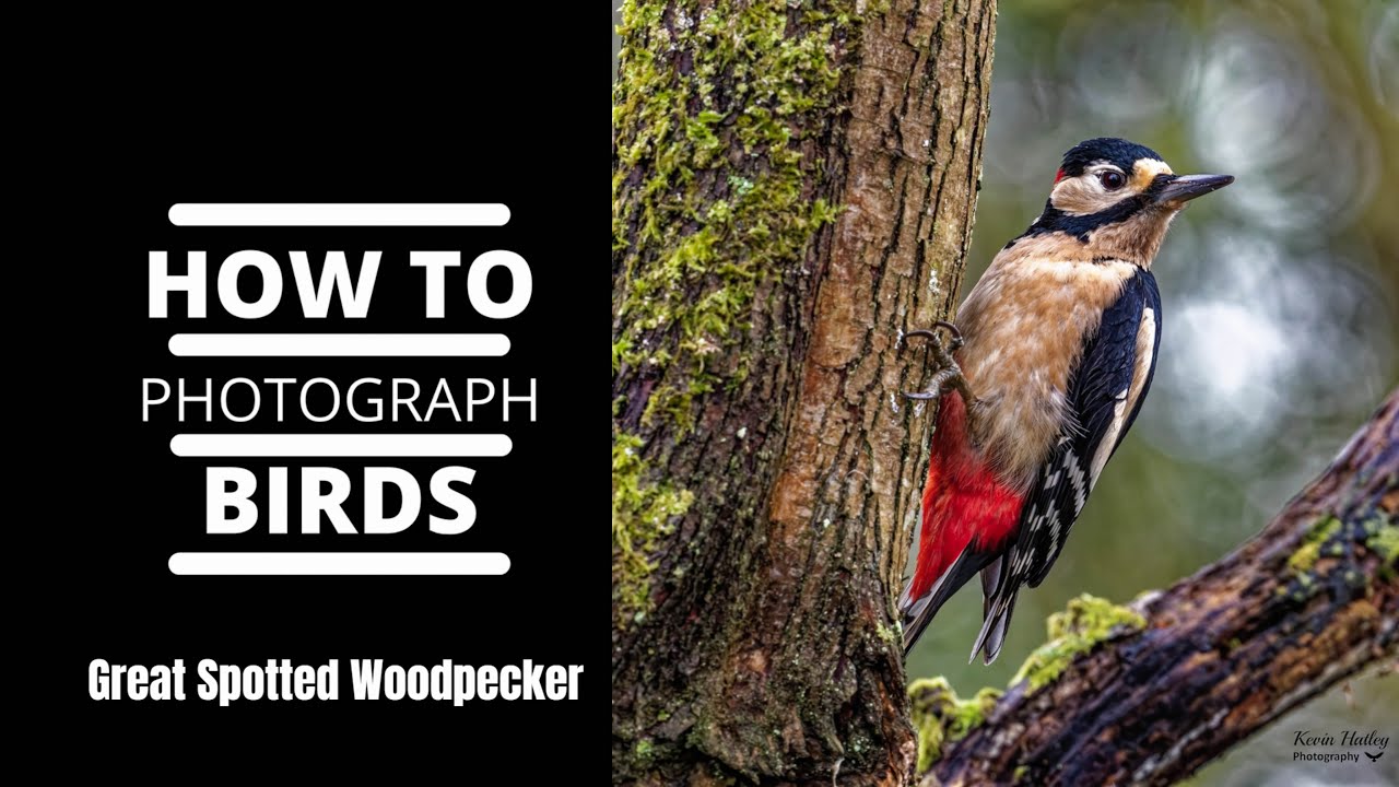 How to Photograph Birds Great Spotted Woodpecker