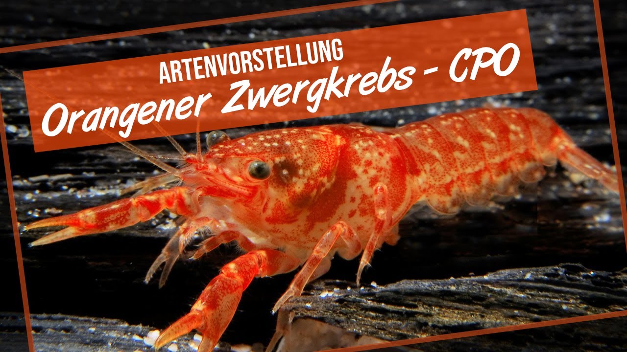 Orangefarbener Zwergkrebs / CPO - Artenvorstellung