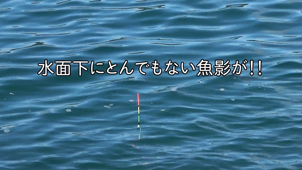 南房総・富浦旧港にある「逢島」の磯でウキ釣り！釣れたメジナはムニエルでお昼ごはんとしていただく #フカセ釣り #メジナ #ムニエル