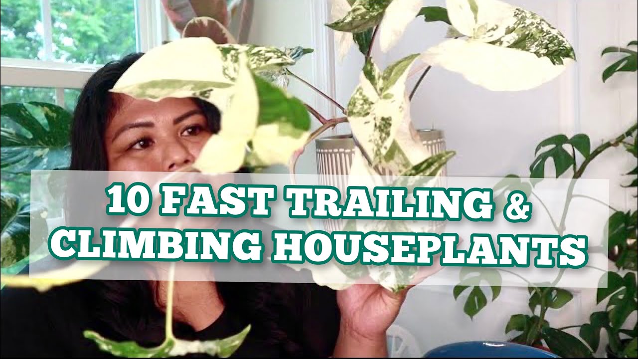 10 FAST TRAILING and CLIMBING HOUSEPLANTS | SUMMER 2021