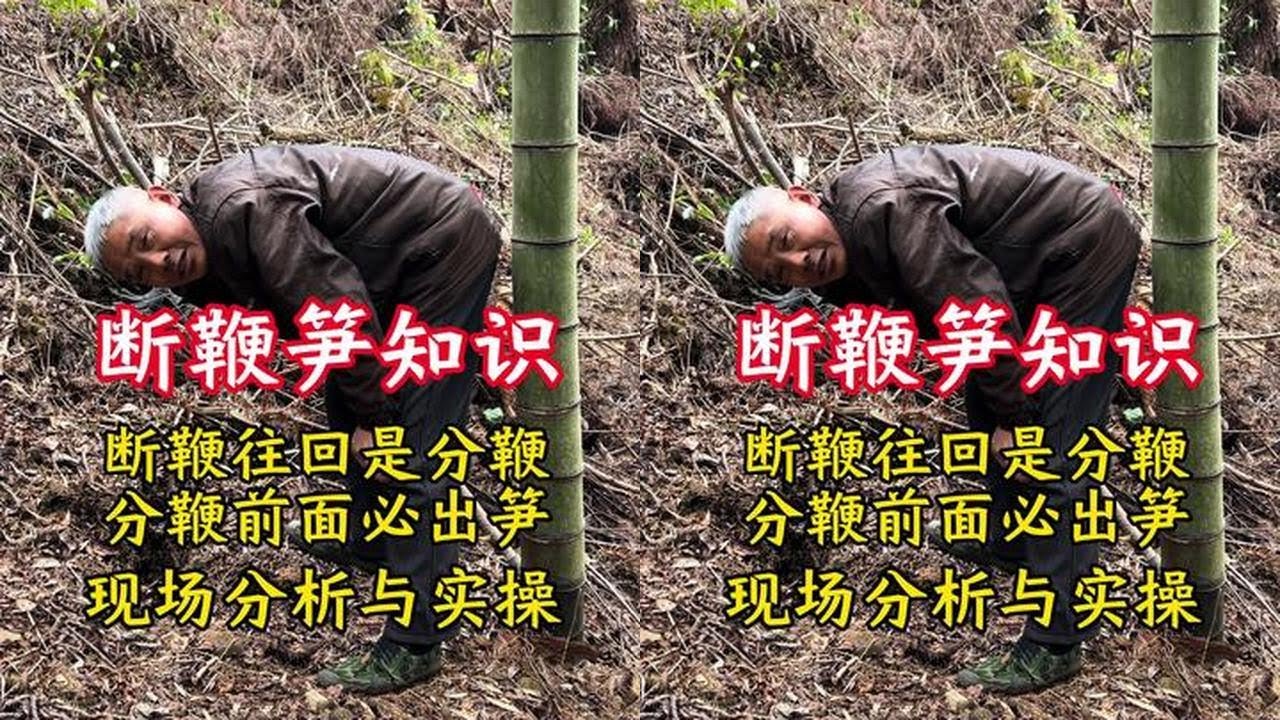 Tips for Digging Bamboo Shoots: Broken Rhizome Method