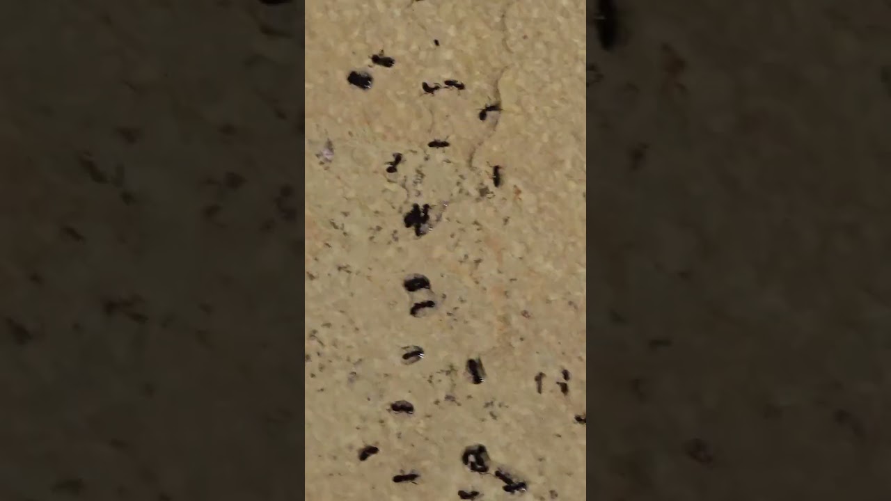 농막 개미 퇴치 꿀팁 3