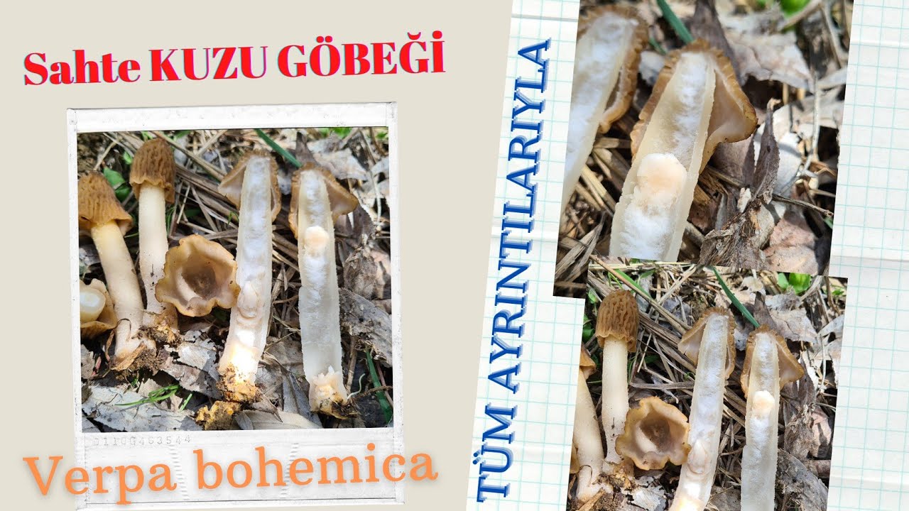SAHTE KUZU GÖBEĞİ (Verpa bohemica) TÜM AYRINTILARIYLA [Tanıtım 8/2021]