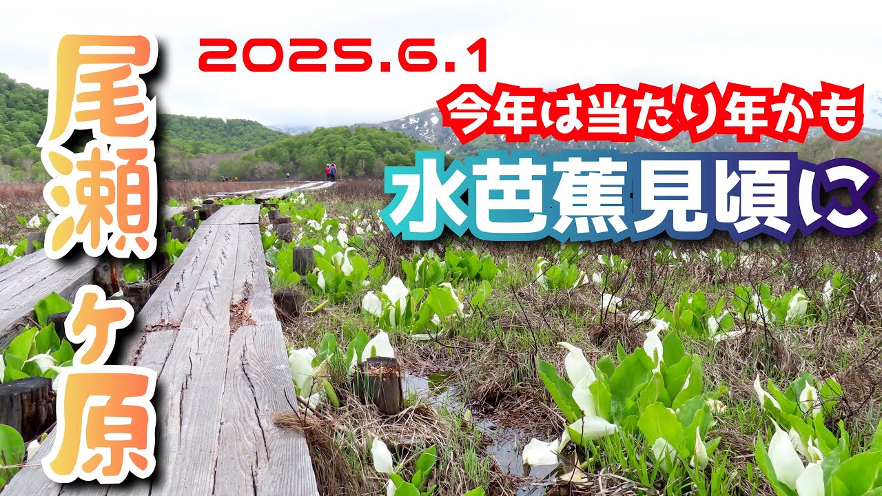 【尾瀬 水芭蕉】2025最新版 尾瀬ヶ原の開花状況。初夏の初心者おすすめハイキング。#oze #尾瀬