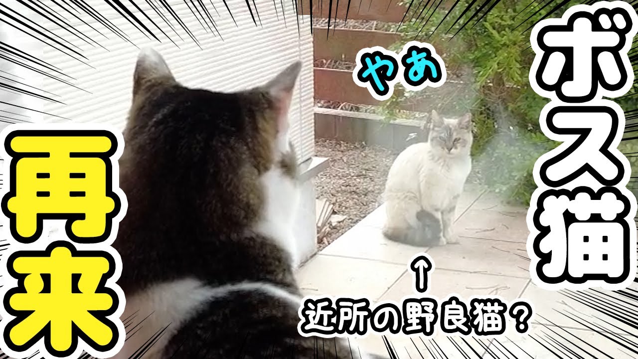 庭に来る野良猫ボスちゃん再来～素性が分かりました～
