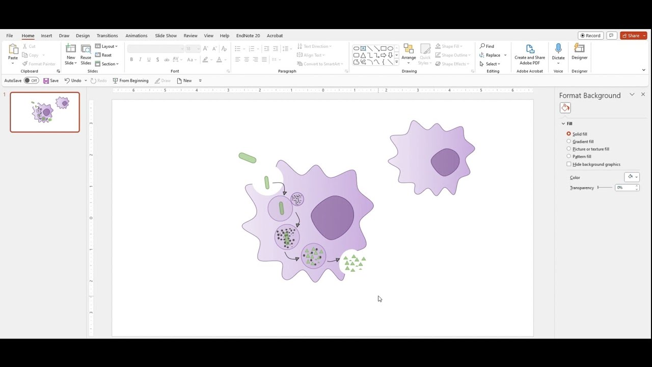 How to draw macrophages and phagocytosis by PowerPoint