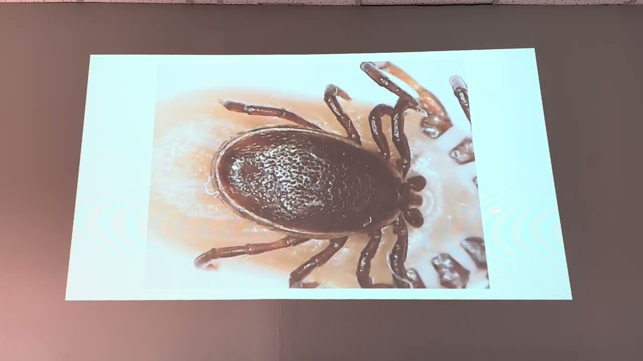 Arthropoda ll