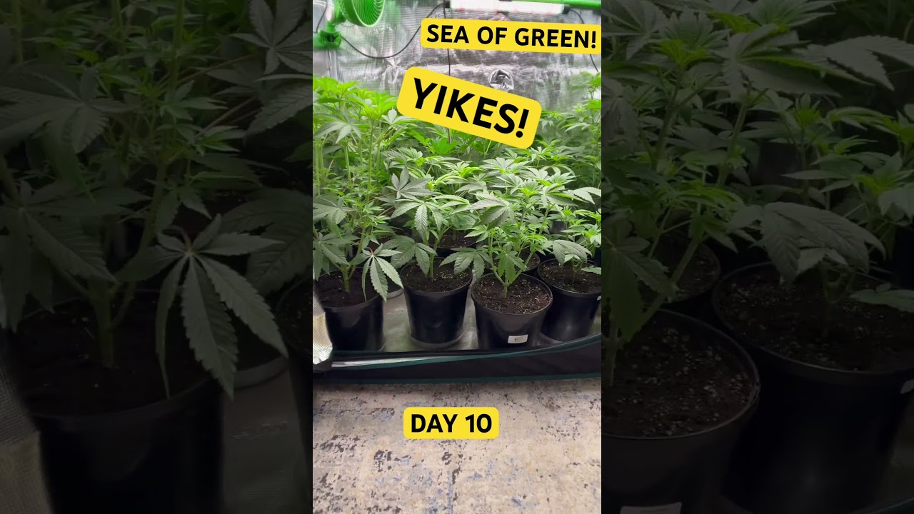 YIKES! SEA OF GREEN! (LUMARAY TEST) DAY 10