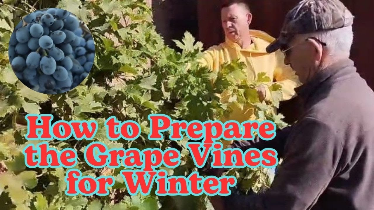How to Prepare the Grape Vines for Winter